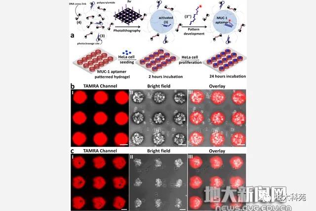 我校生物地质与环境地质国家重点实验室、材料与化学学院夏帆教授团队的最新研究成果于《自然·通讯》刊发